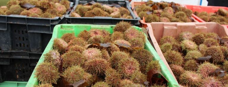 Sernapesca detecta pesca ilegal en el lago Rupanco y decomisa casi 800 kilos de erizos en Chiloé