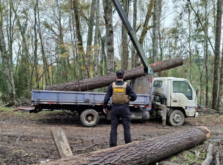 PDI detiene a 3 hombres que sustraían madera en forma flagrante