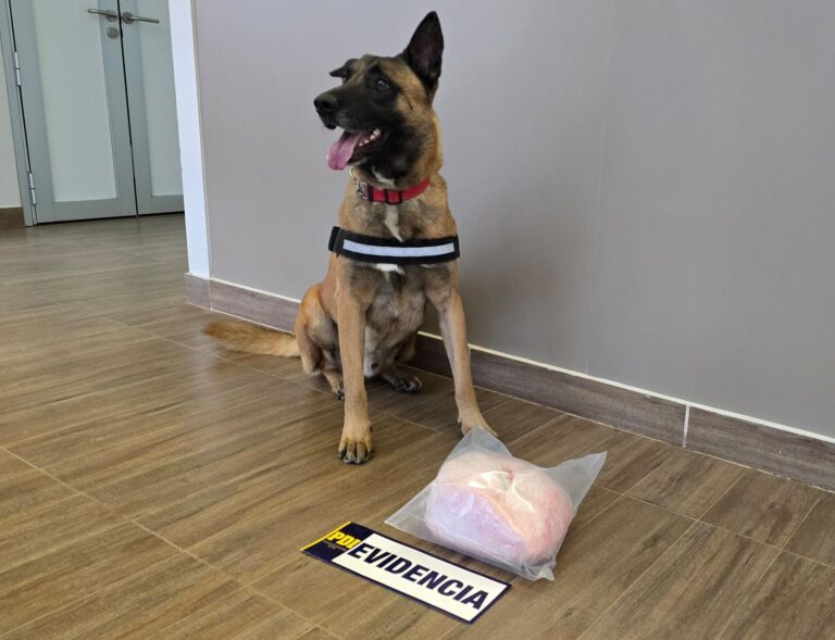 Nuevo can Dante de la PDI Valdivia detectó más de 2 kilos de cocaína que ingresaban a Los Ríos