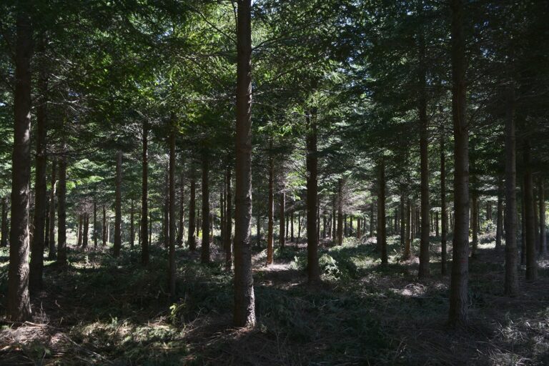 CONAF y CORMA articulan mesa técnica para agilizar la aprobación de planes de manejo forestal