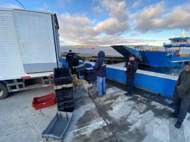Sorprenden desembarque ilegal de más de 4 toneladas de sardina austral