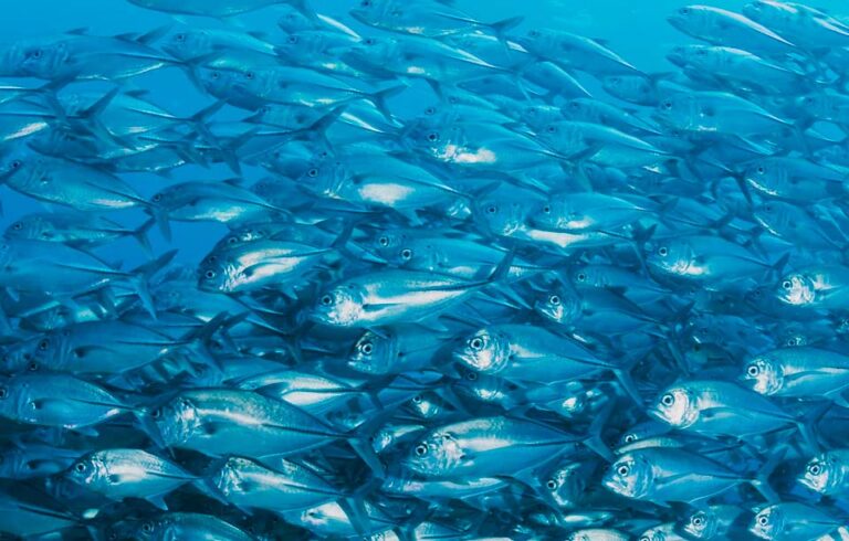 Universidad de Los Lagos se hace parte de importantes investigaciones acerca de la diversidad genética y manejo sostenible del jurel en Chile