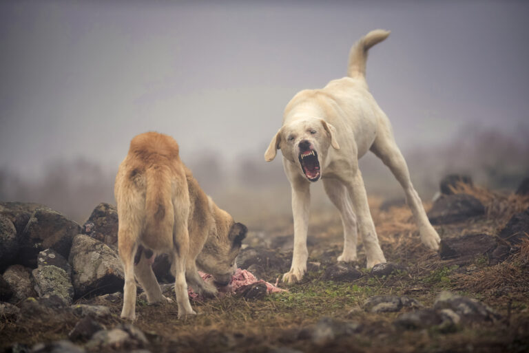 Perros asilvestrados: La millonaria amenaza que diezma la ganadería chilena