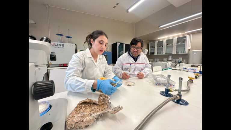 INACAP desarrolla cuero vegetal a partir de hongos como alternativa sostenible al cuero animal
