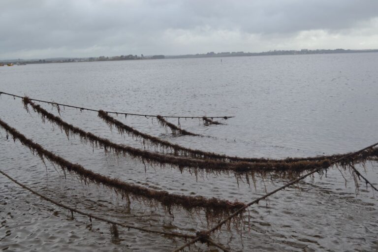 FAO y expertos UACh publican actas del Taller Técnico Regional ACUIALGAS sobre acuicultura de macroalgas en América Latina y el Caribe