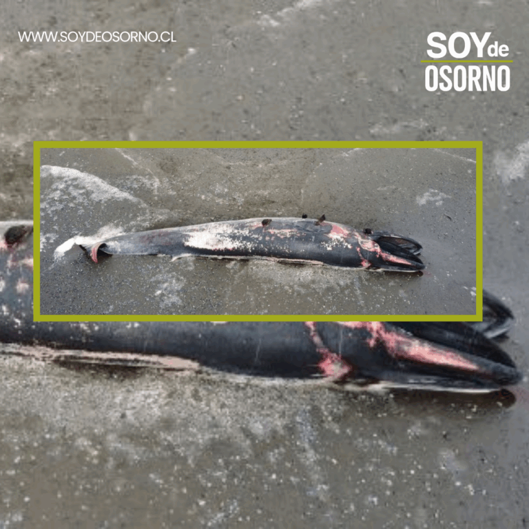 Sernapesca realizó inspección por ballena que habría varado muerta en Chiloé