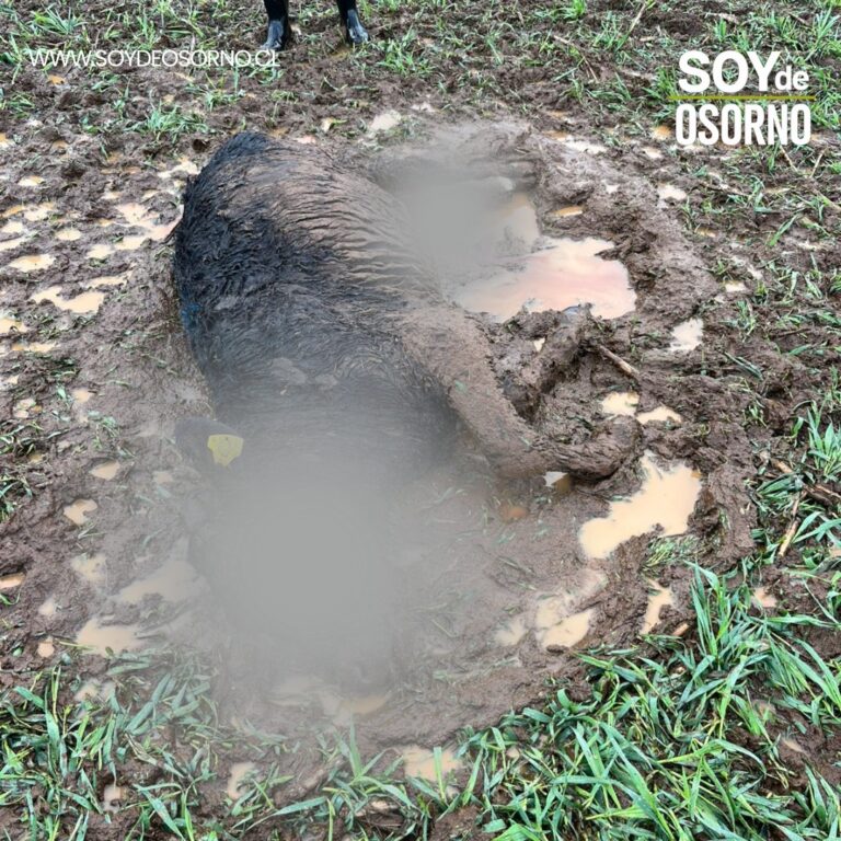 Aproleche Osorno lamenta accidente en Ruta 5 e insiste en abordar con urgencia la problemática de los perros asilvestrados