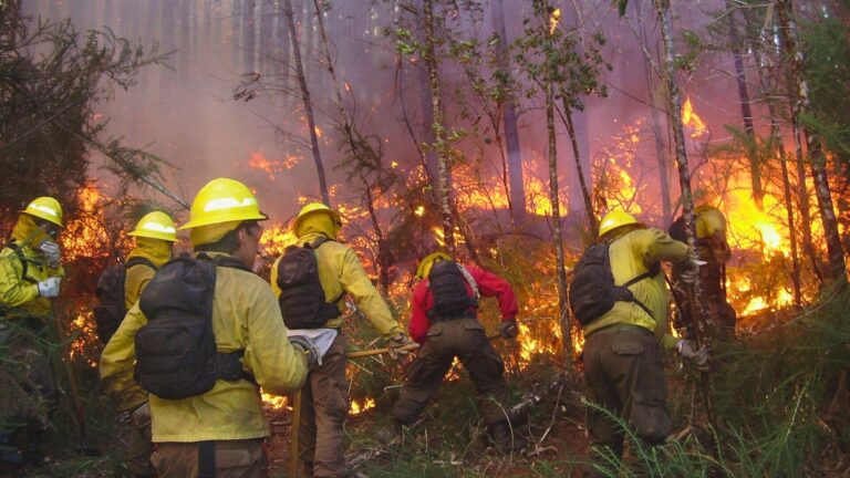 CONAF Región de Los Lagos realiza segundo llamado a postulación para brigadista