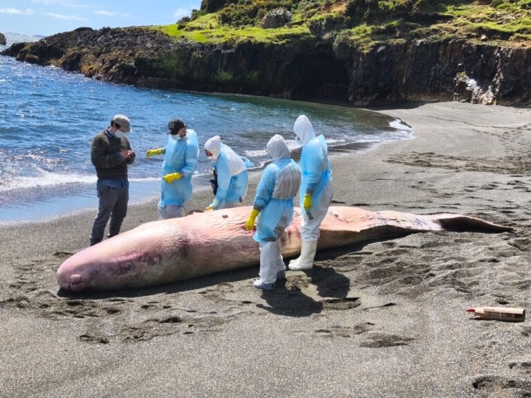 Realizan necropsia a cachalote que varó en isla Cochinos