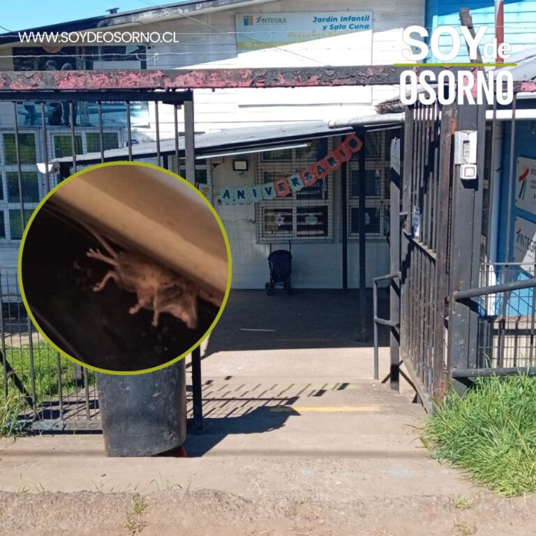 Clausuran Jardín Infantil y Sala Cuna Pequeños Soñadores en Osorno por presencia de roedores