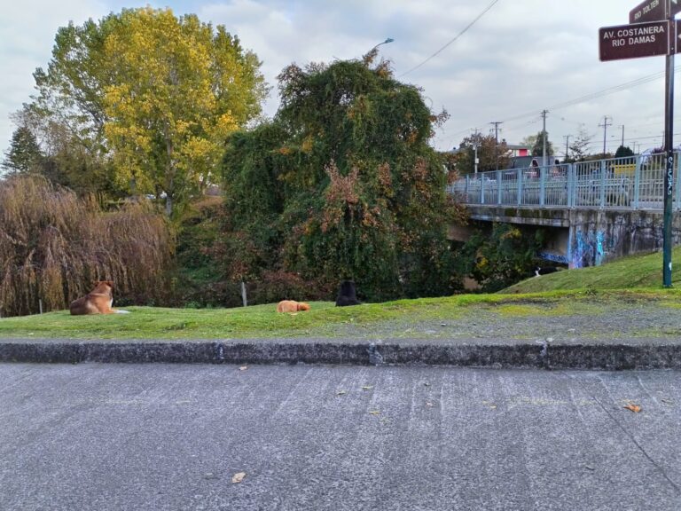 Vecinos de Villa Los Notros denuncian hechos de violencia, inseguridad y presunto maltrato animal bajo puente colindante al sector