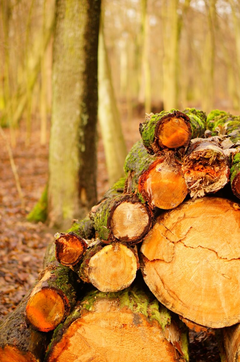 Declaración de Corma sobre los posibles nuevos aranceles de Estados Unidos a la industria de la madera en Chile