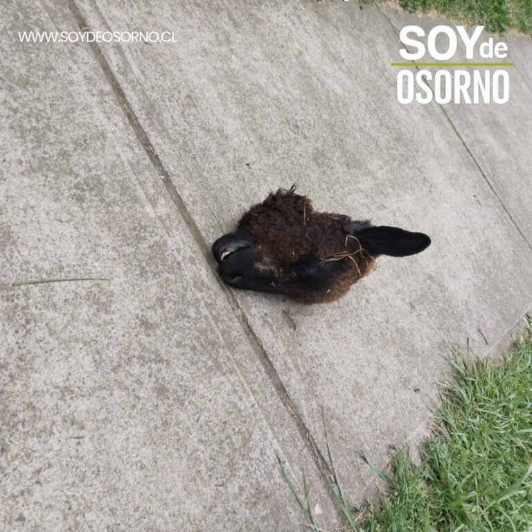 Vecinos encuentran cabeza de oveja en plena vía pública en Osorno