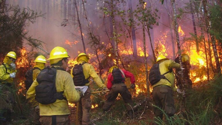 Incendios forestales: Conoce los números de emergencia y consejos para actuar ante este tipo de siniestros