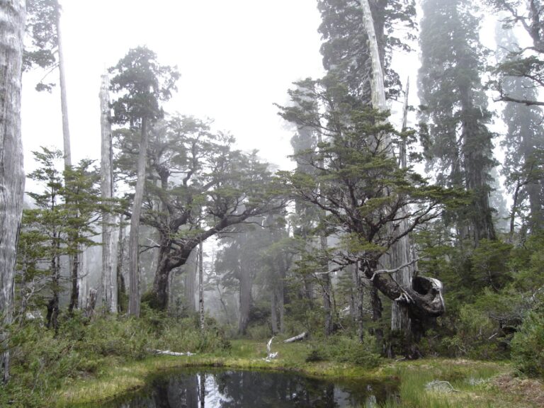 PDI investiga eventual uso ilícito del fuego en Parque Nacional Hornopirén