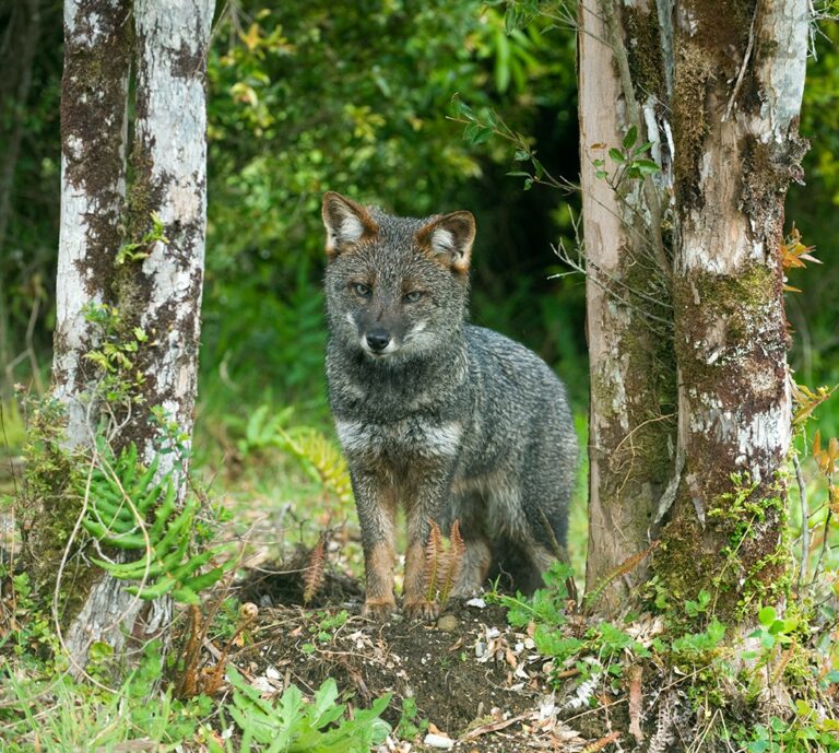 Ministerio del Medio Ambiente inicia Plan RECOGE para la conservación del zorro chilote y confirma nuevos registros en la comuna de Mariquina