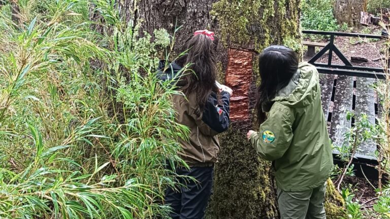 CONAF alerta daño a Coihue Abuelo de 600 años