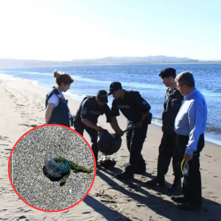 Prohíben temporalmente el baño en playa Pangal de Maullín por presencia de fragata portuguesa