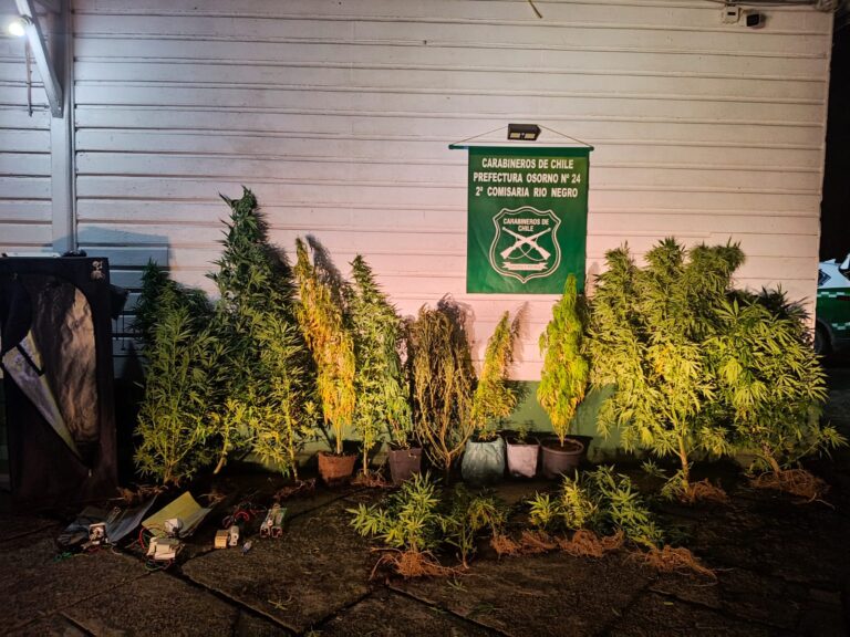 Dos detenidos en Río Negro tras hallazgo de plantación de cannabis en domicilio