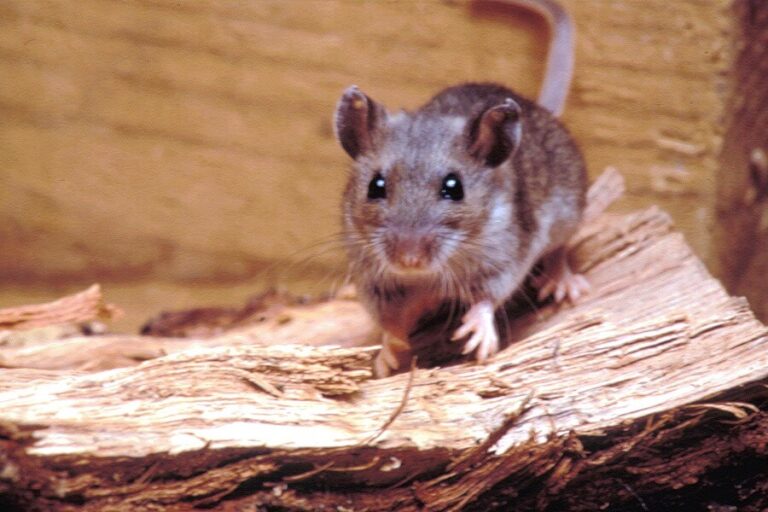 Confirman sexto caso de hantavirus en la Región de Los Lagos: joven de 22 años permanece hospitalizado