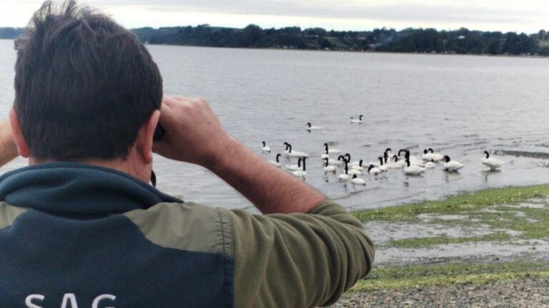 Confirman dos nuevos casos de gripe aviar en Los Lagos: llaman a no manipular aves muertas