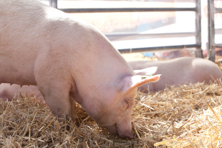 Investigan dos casos de triquinosis en San Juan de la Costa y llaman a evitar consumo de carne de cerdo