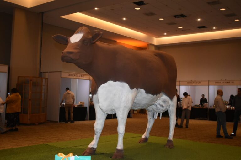Osorno se prepara para recibir una vaca de chocolate de más de 600 kilos