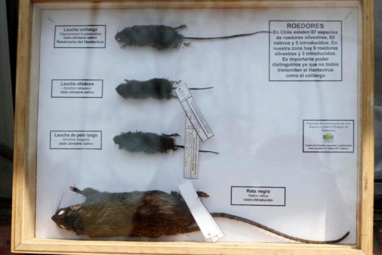 Minsal declara alerta sanitaria por hantavirus desde Atacama a Magallanes