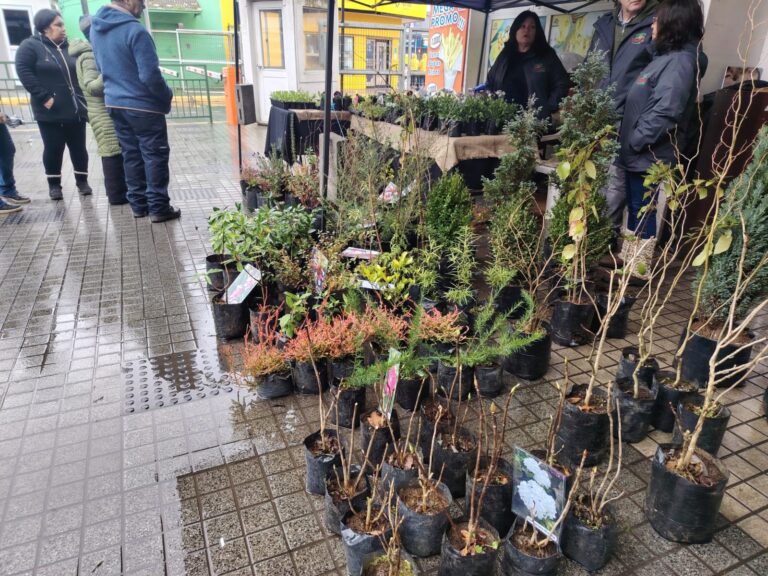 “Flores en el Mercado” vuelve con su segunda versión al Mercado Municipal de Osorno