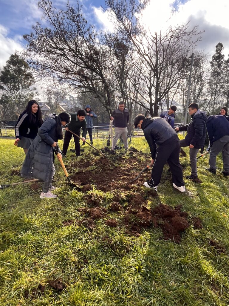 Liceo Rahue suma su primer bosque Miyawaki y fortalece la educación ambiental de sus estudiantes