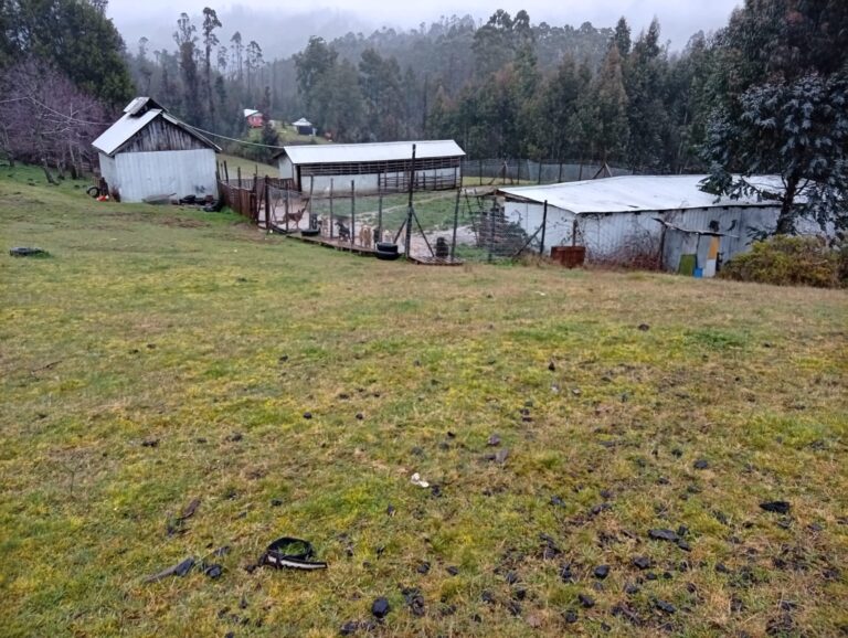 Propietaria de recinto en Purrehuin descarta que perros bajo su cuidado estén involucrados en daños a vecinos