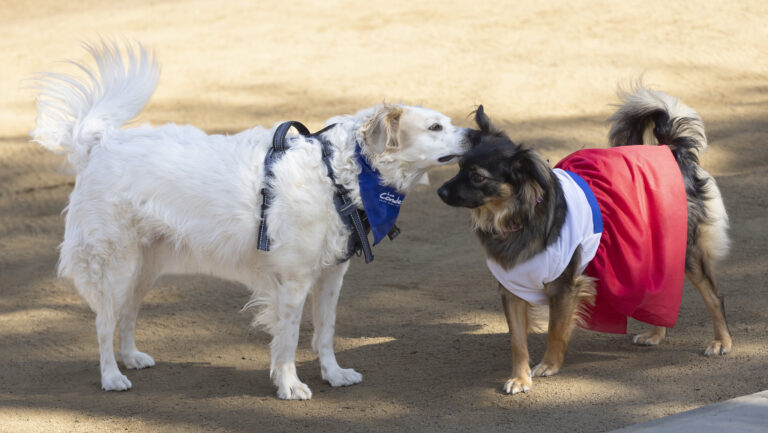 Chile se convierte en el primer país de Sudamérica en eliminar la transmisión de rabia de perros a humanos