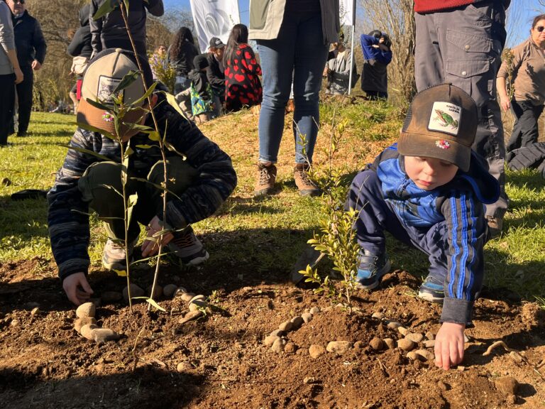 De una escuela a toda una ruta: iniciativa Miyawaki consolida 33 bosques de bolsillo en Osorno
