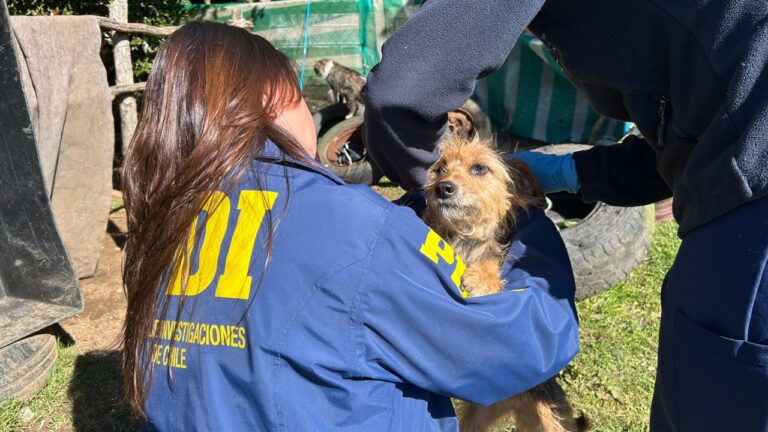 PDI rescata a cuatro perros en estado de desnutrición tras denuncia por maltrato animal en Ancud